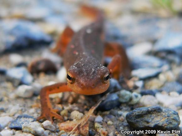 Red-Spotted Newt (Notophthalmus viridescens viridescens)