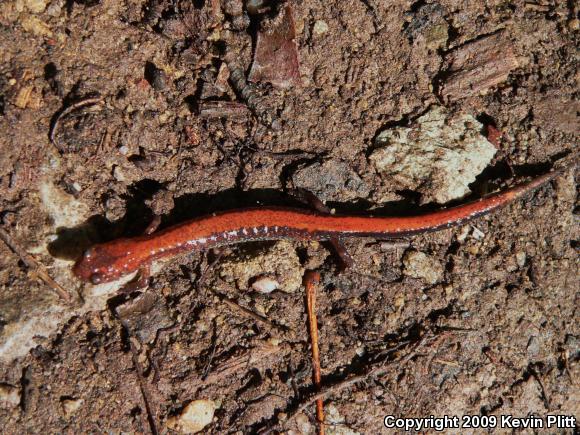 Eastern Red-backed Salamander (Plethodon cinereus)