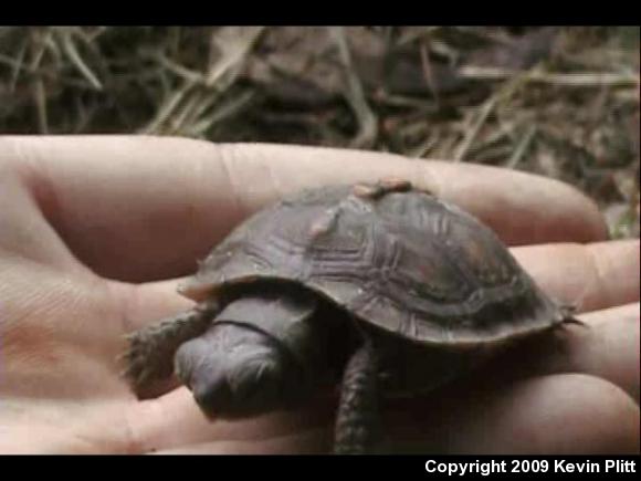 Eastern Box Turtle (Terrapene carolina carolina)