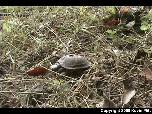 Eastern Box Turtle (Terrapene carolina carolina)