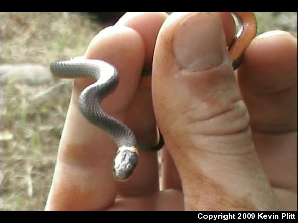 Northern Ring-necked Snake (Diadophis punctatus edwardsii)