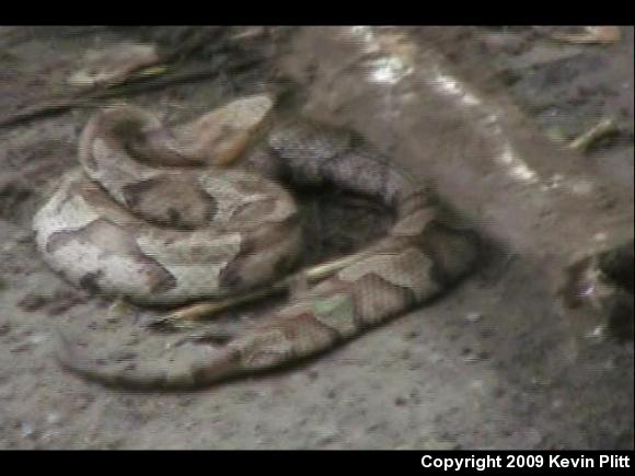 Northern  Copperhead (Agkistrodon contortrix mokasen)