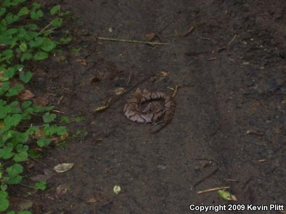 Northern  Copperhead (Agkistrodon contortrix mokasen)