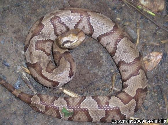 Northern  Copperhead (Agkistrodon contortrix mokasen)