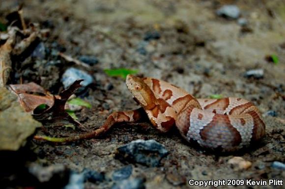 Northern  Copperhead (Agkistrodon contortrix mokasen)