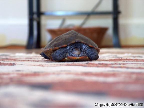 Northern Diamond-backed Terrapin (Malaclemys terrapin terrapin)