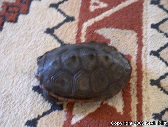 Northern Diamond-backed Terrapin (Malaclemys terrapin terrapin)