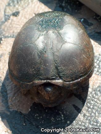 Eastern Mud Turtle (Kinosternon subrubrum subrubrum)