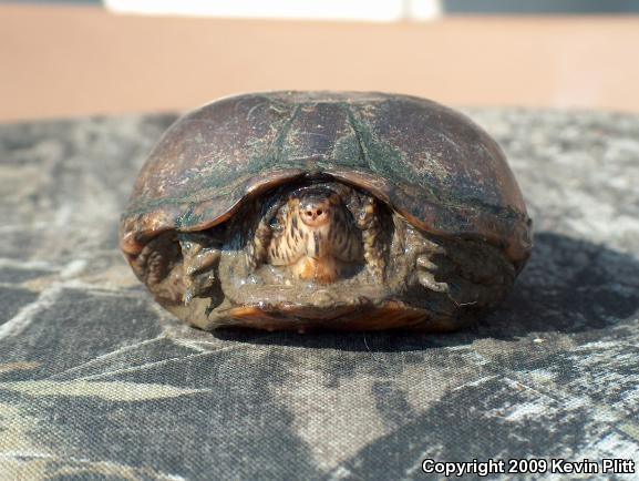 Eastern Mud Turtle (Kinosternon subrubrum subrubrum)