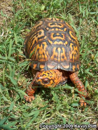 Eastern Box Turtle (Terrapene carolina carolina)