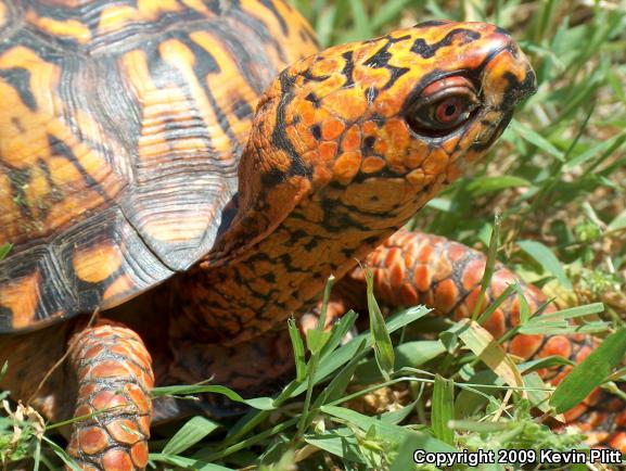 Eastern Box Turtle (Terrapene carolina carolina)