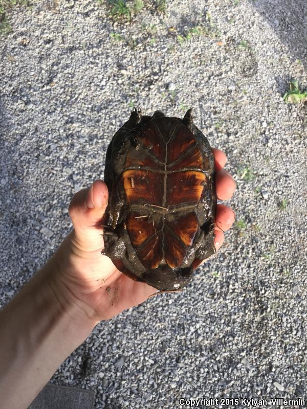 Eastern Mud Turtle (Kinosternon subrubrum)