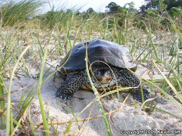 Northern Diamond-backed Terrapin (Malaclemys terrapin terrapin)