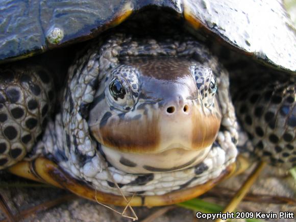 Northern Diamond-backed Terrapin (Malaclemys terrapin terrapin)