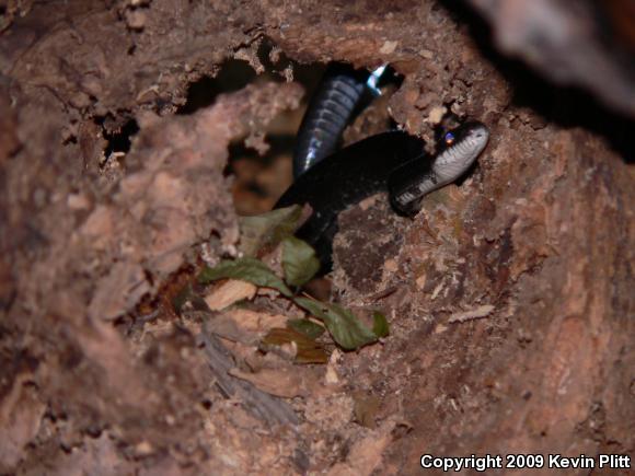 Black Ratsnake (Pantherophis obsoletus obsoletus)