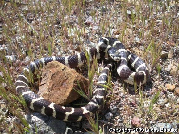 California Kingsnake (Lampropeltis getula californiae)