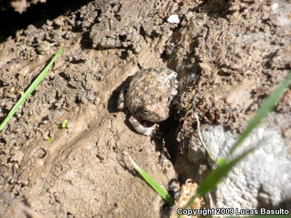 California Treefrog (Pseudacris cadaverina)