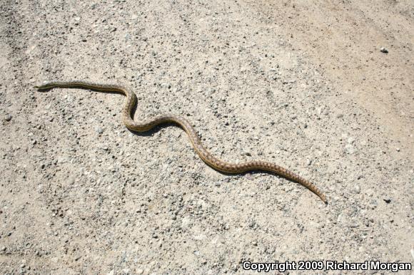 San Diego Gopher Snake (Pituophis catenifer annectens)