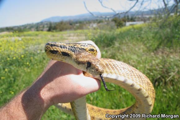 San Diego Gopher Snake (Pituophis catenifer annectens)