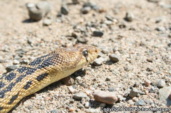 San Diego Gopher Snake (Pituophis catenifer annectens)