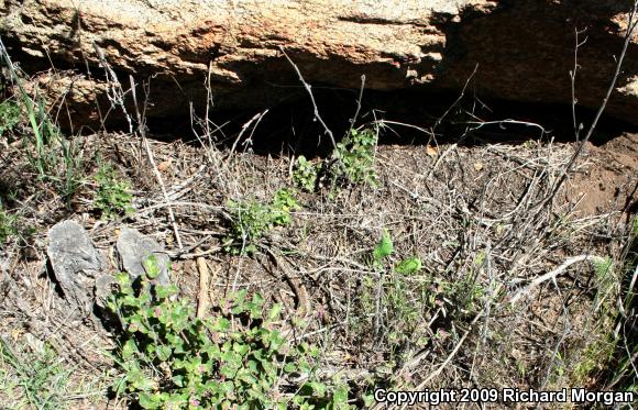 Coastal Rosy Boa (Lichanura trivirgata roseofusca)