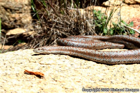 Coastal Rosy Boa (Lichanura trivirgata roseofusca)