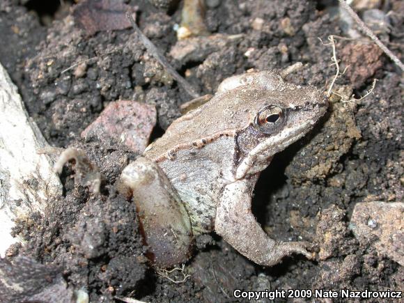 Wood Frog (Lithobates sylvaticus)