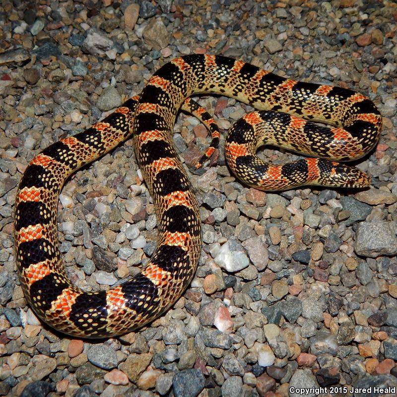 Western Long-nosed Snake (Rhinocheilus lecontei)