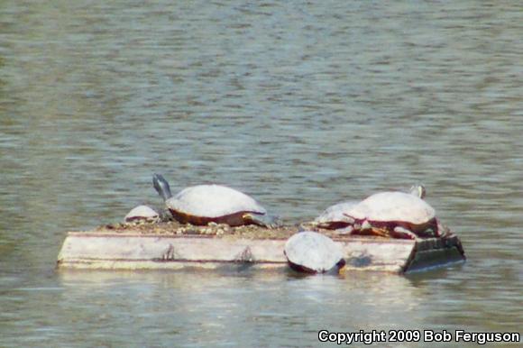 Northern Red-bellied Cooter (Pseudemys rubriventris)