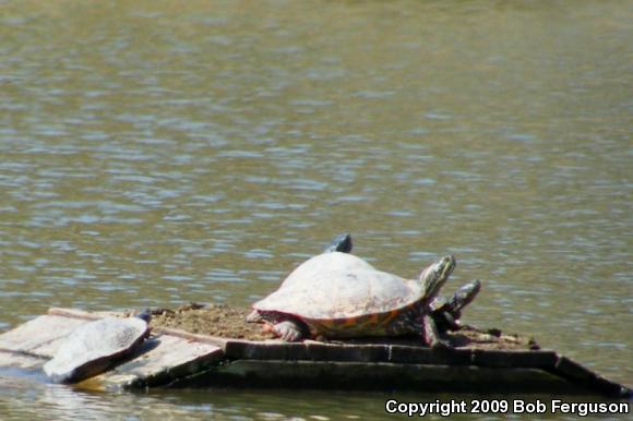 Northern Red-bellied Cooter (Pseudemys rubriventris)