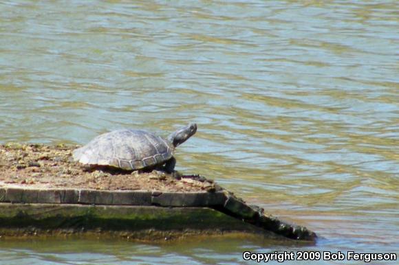 Red-eared Slider (Trachemys scripta elegans)