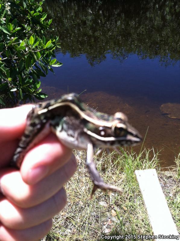 Florida Leopard Frog (Lithobates sphenocephalus sphenocephalus)