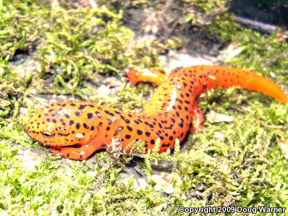 Northern Red Salamander (Pseudotriton ruber ruber)