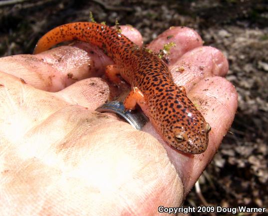 Northern Red Salamander (Pseudotriton ruber ruber)