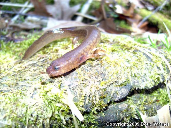 Northern Red Salamander (Pseudotriton ruber ruber)