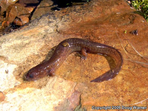 Northern Red Salamander (Pseudotriton ruber ruber)