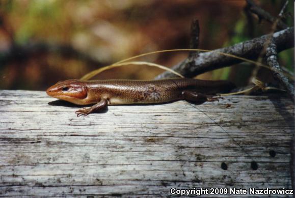 Broadhead Skink (Plestiodon laticeps)