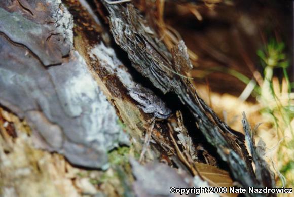 Pine Woods Treefrog (Hyla femoralis)