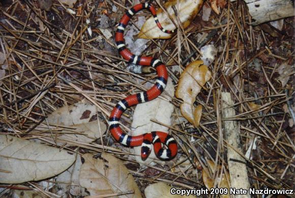 Scarlet Kingsnake (Lampropeltis triangulum elapsoides)