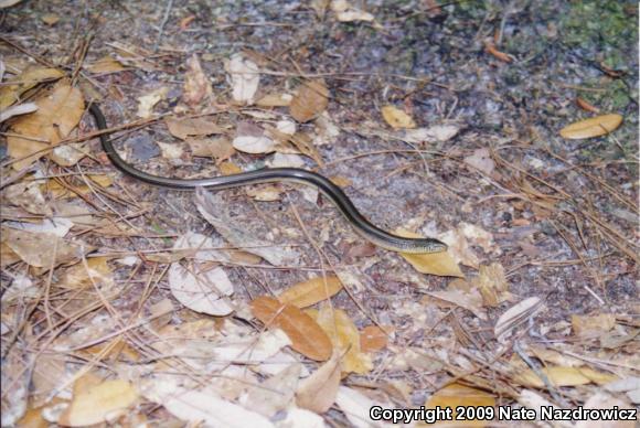 Eastern Glass Lizard (Ophisaurus ventralis)