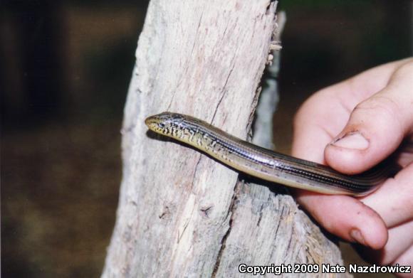 Eastern Glass Lizard (Ophisaurus ventralis)