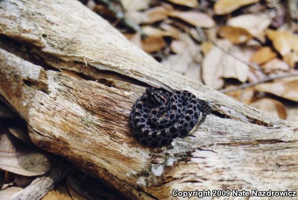 Dusky Pigmy Rattlesnake (Sistrurus miliarius barbouri)