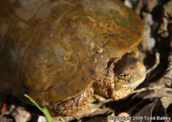 Western Pond Turtle (Actinemys marmorata)