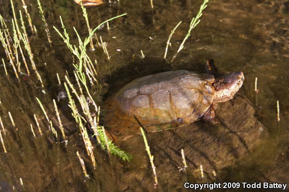 Western Pond Turtle (Actinemys marmorata)