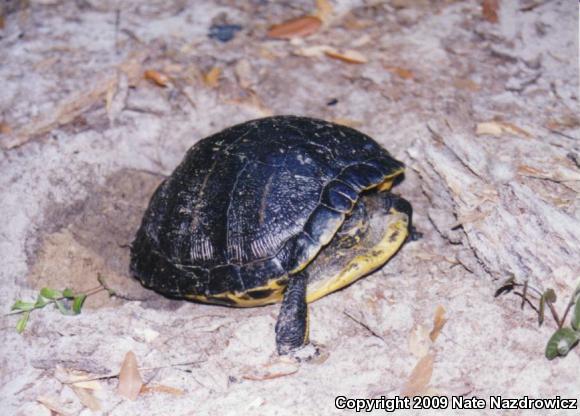 Yellow-bellied Slider (Trachemys scripta scripta)