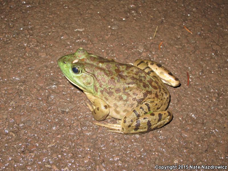 American Bullfrog (Lithobates catesbeianus)