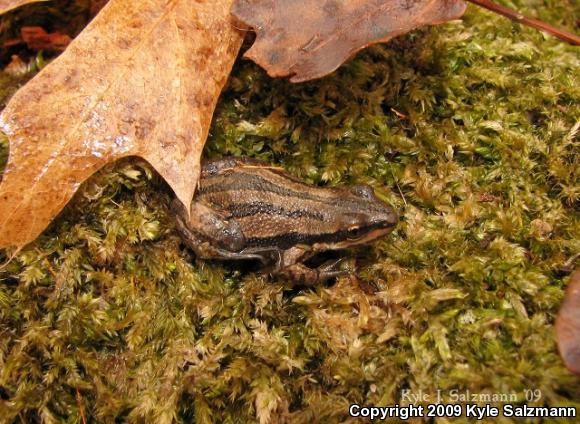 Western Chorus Frog (Pseudacris triseriata)