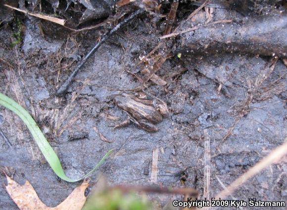 Western Chorus Frog (Pseudacris triseriata)