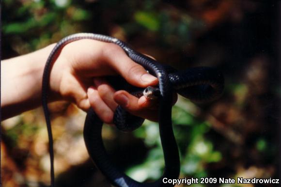 Southern Black Racer (Coluber constrictor priapus)