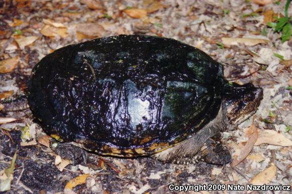 Snapping Turtle (Chelydra serpentina)